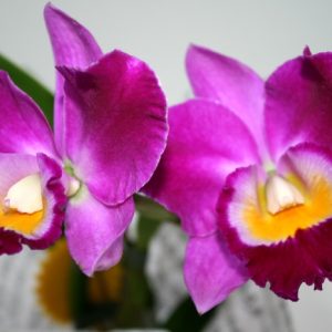 Orhidee Cattleya