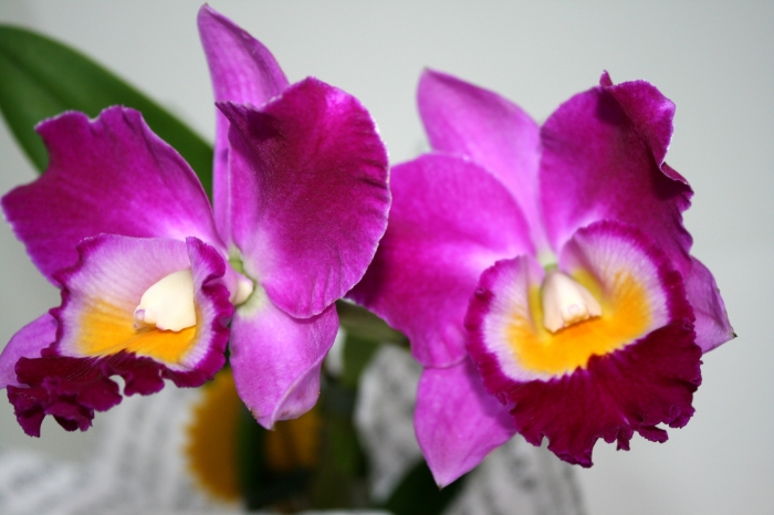 Orhidee Cattleya
