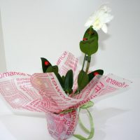 Orhidee Cattleya