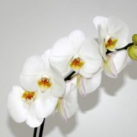 Orhidee alba