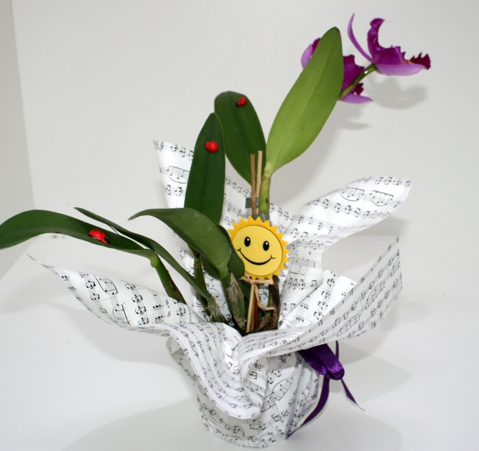 Orhidee Cattleya
