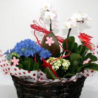 Cos cu plante 6