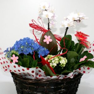 Cos cu plante 6
