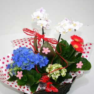 Cos cu plante 6