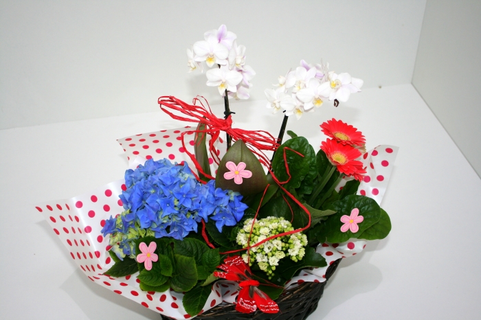 Cos cu plante 6