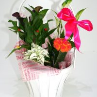 Cos plante 3