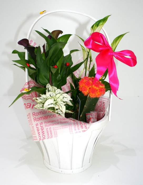 Cos plante 3