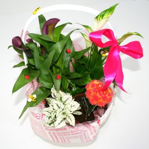Cos plante 3