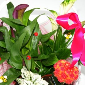 Cos plante 3
