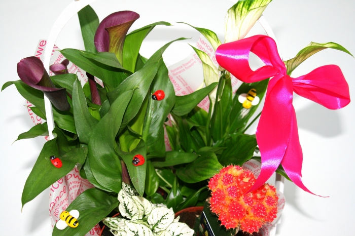 Cos plante 3