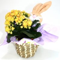 Cos kalanchoe 7