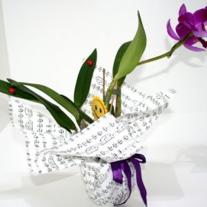 Orhidee Cattleya