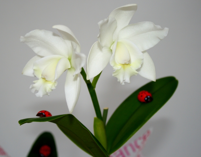 Orhidee Cattleya
